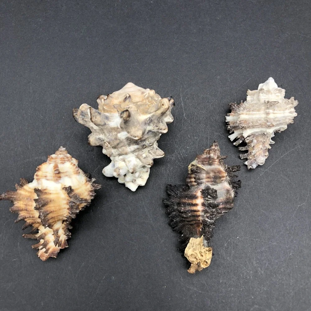 Vintage Lot of 4 Seashells Apple Murex and Murex Radix‎ Shells Approximately 2